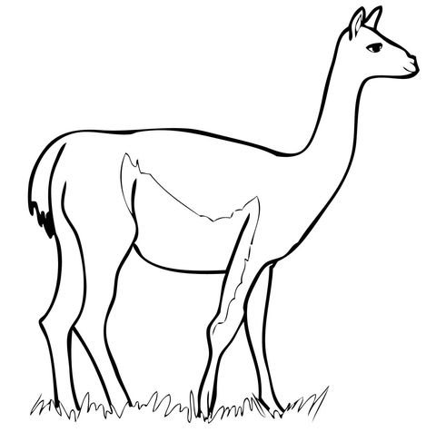 Guanaco From South America From Guanaco Coloring Page